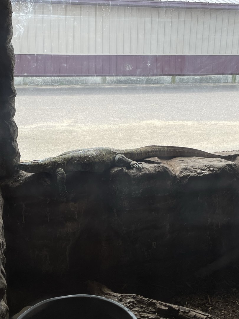 7/23/2022 - Nile Monitor