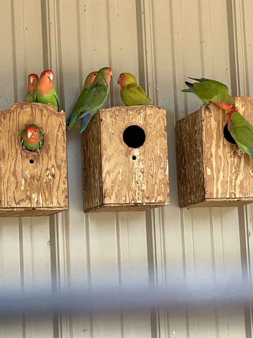 7/23/2022 - Peach Faced Lovebirds