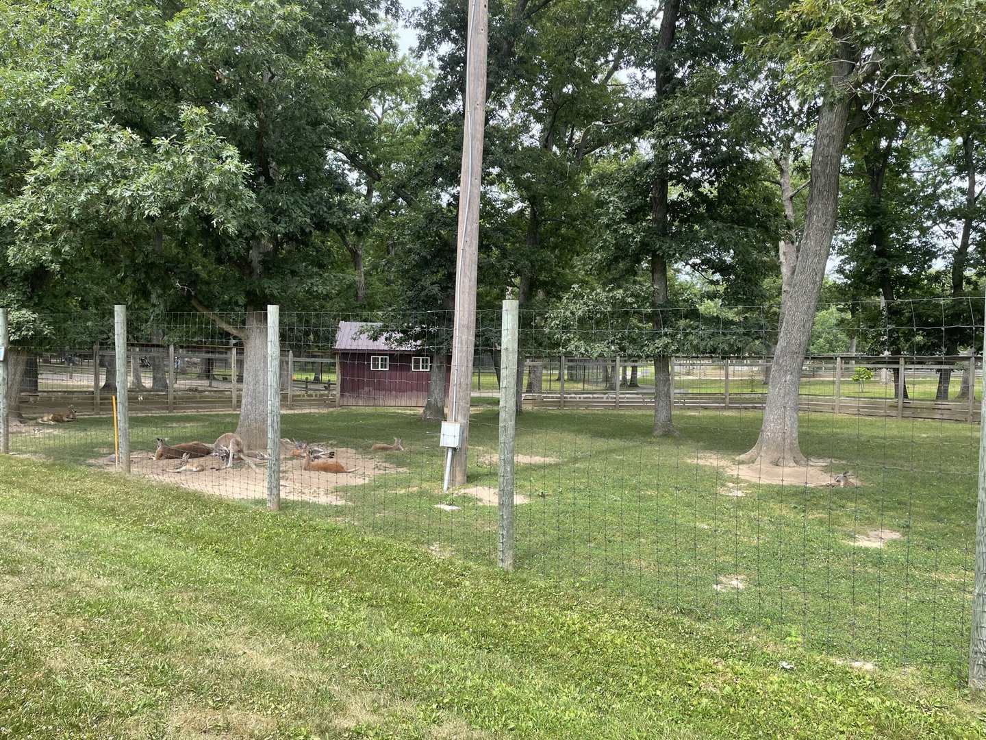 7/23/2022 - Red Kangaroo Habitat