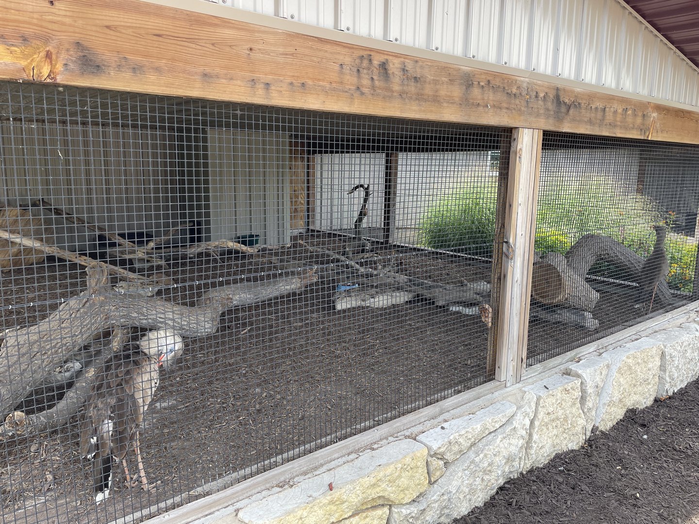 7/23/2022 - Red-Legged Seriema Cage