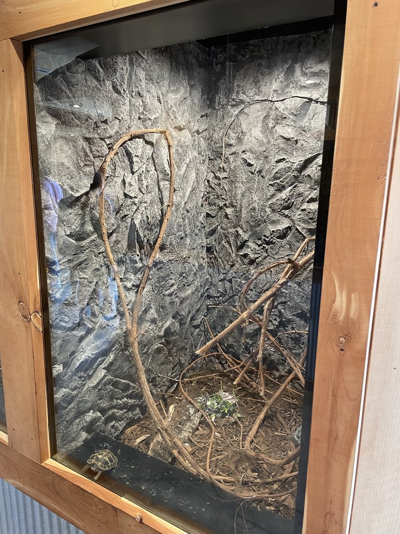 7/23/2022 - Spider Tortoise Terrarium