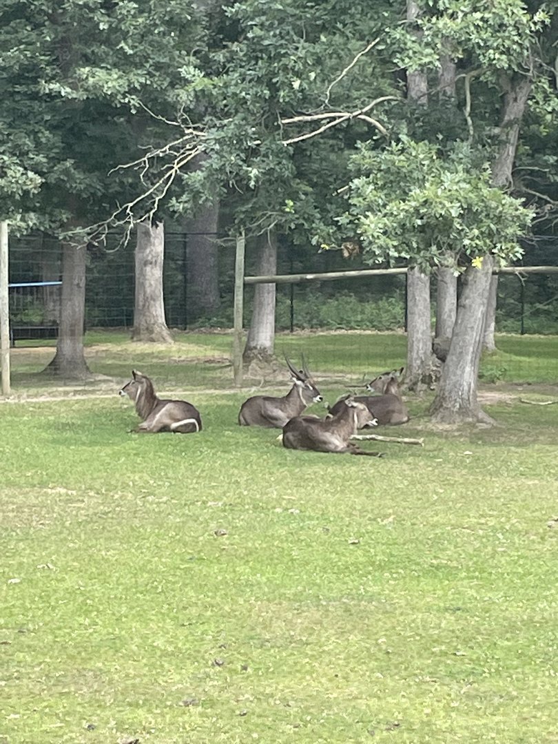 7/23/2022 - Waterbuck