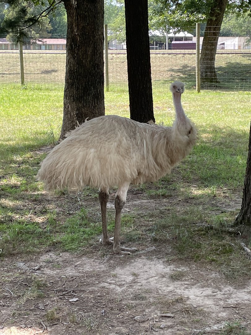 7/23/2022 - White Emu