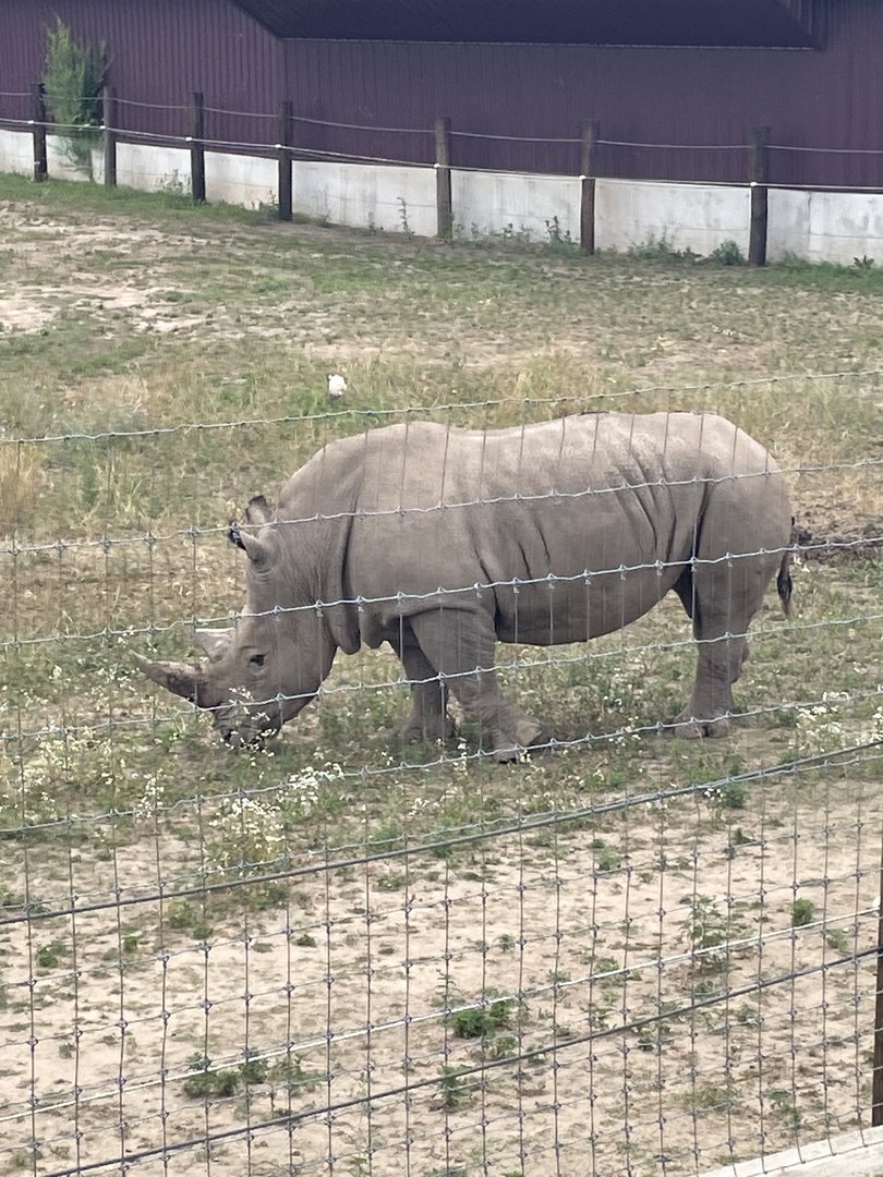 7/23/2022 - White Rhino
