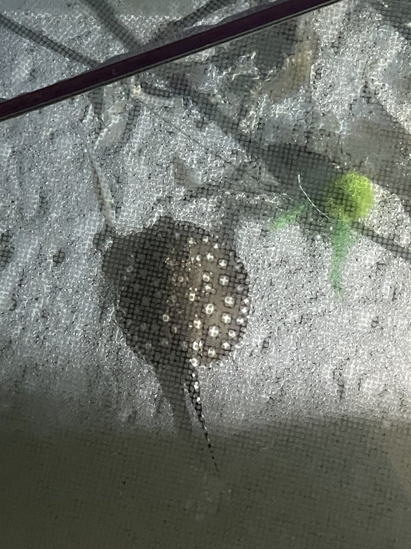 7/24/2021 - River Stingray