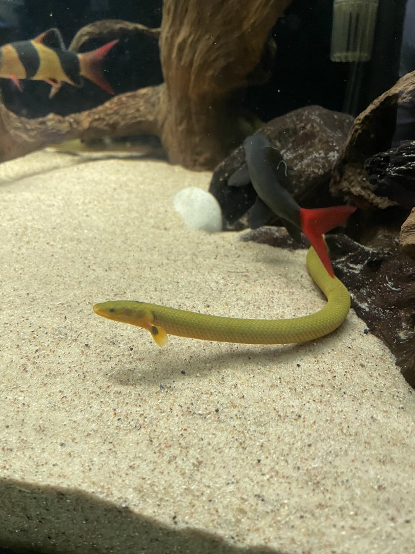7/24/2021 - Rope Eel Reedfish