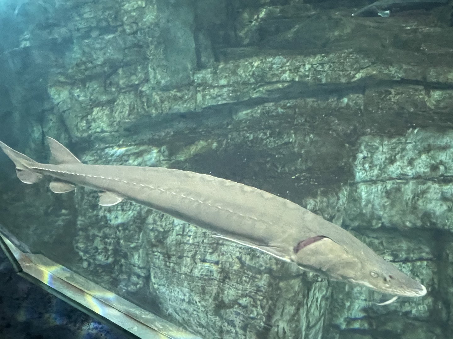 7/24/2021 - Sturgeon