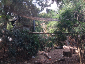 7/29/2014 - King Vulture Exhibit