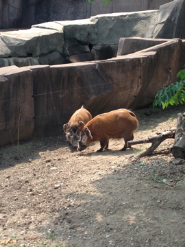 7/29/2014 - Red River Hogs