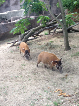 7/29/2014 - Red River Hogs