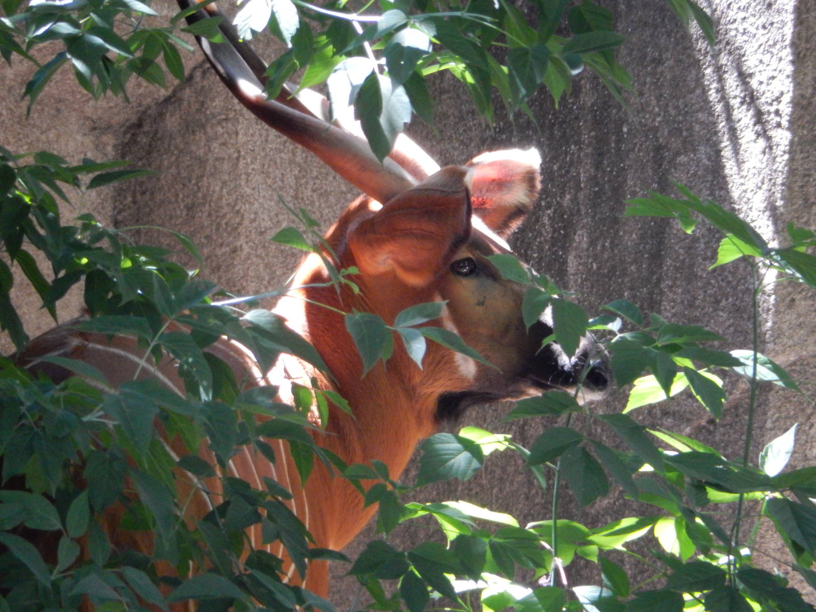 7/29/2015 - Bongo of the Bush