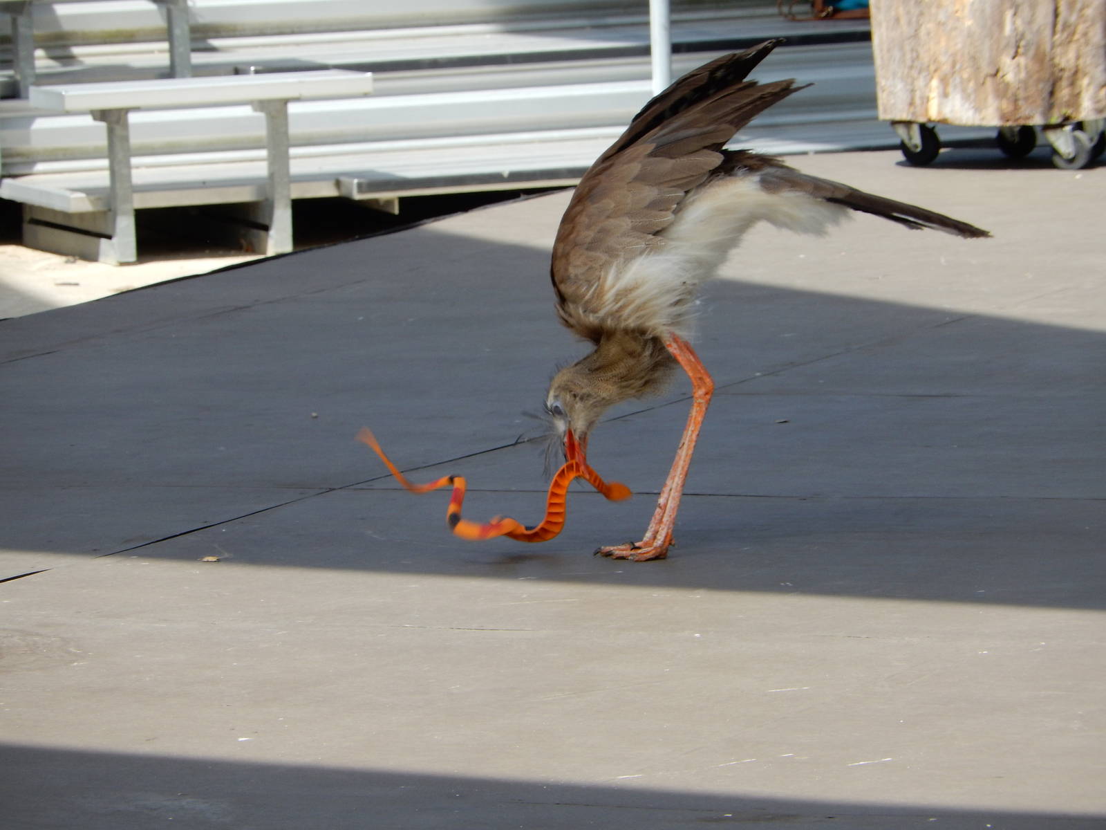7/29/2015 - Red Legged Seriema