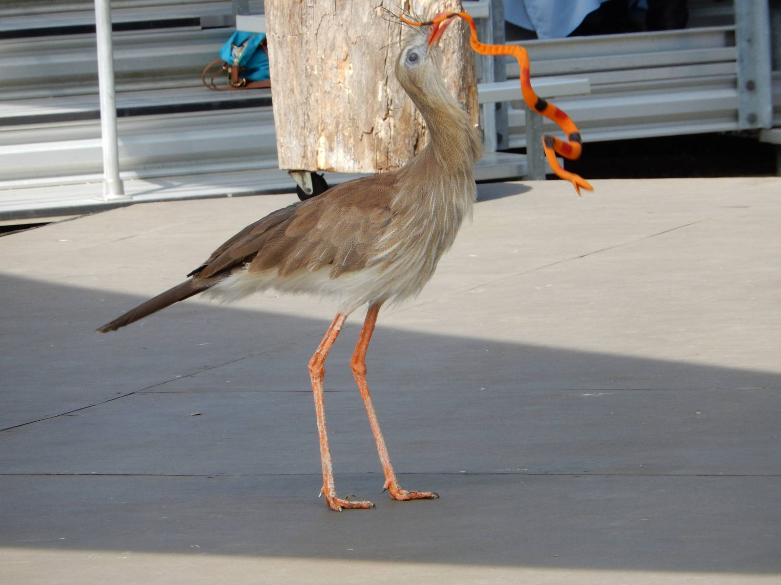7/29/2015 - Red Legged Seriema