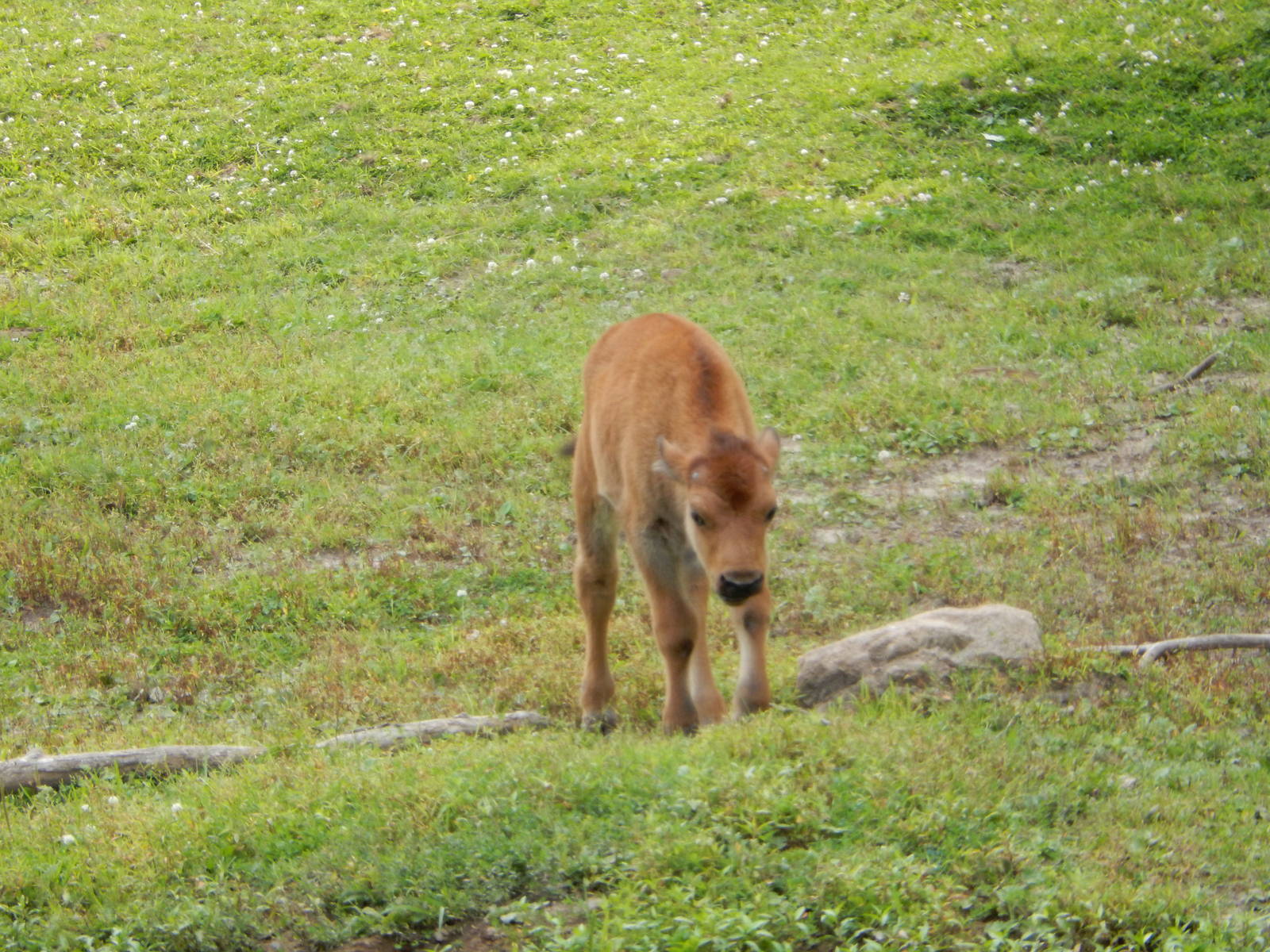 7/3/2015 - American Bison Calf