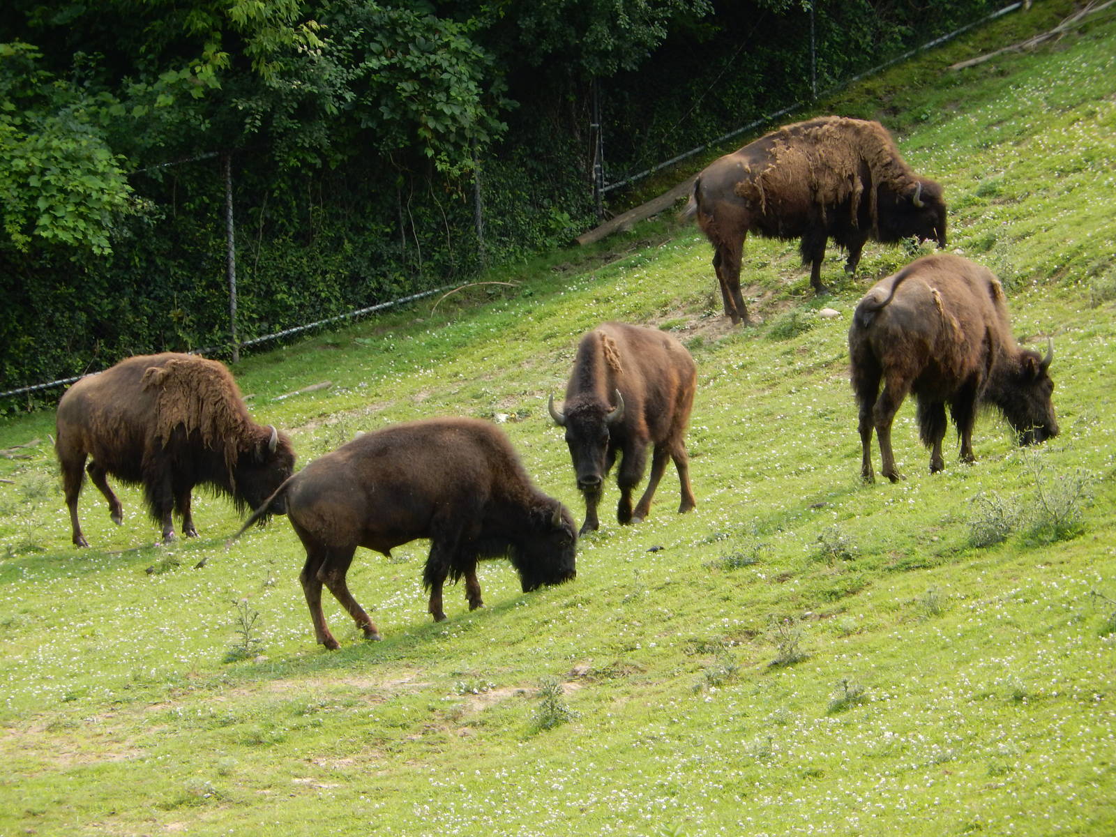 7/3/2015 - American Bison Herd