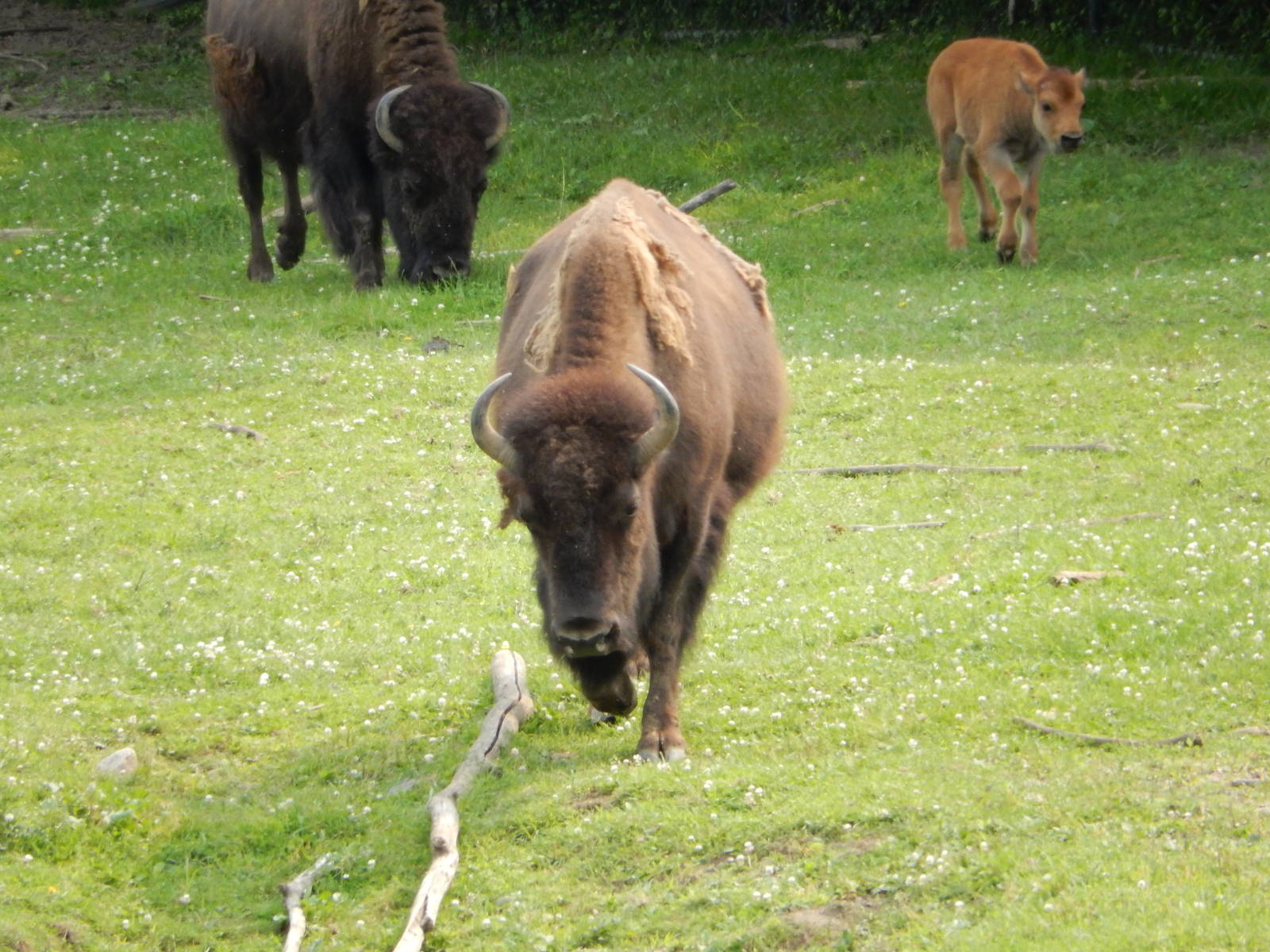 7/3/2015 - American Bison