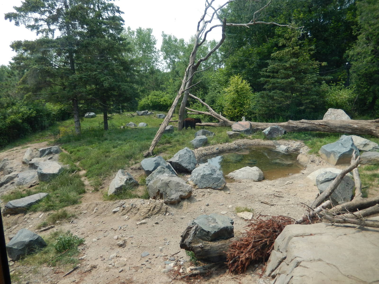 7/3/2015 - American Black Bear Habitat