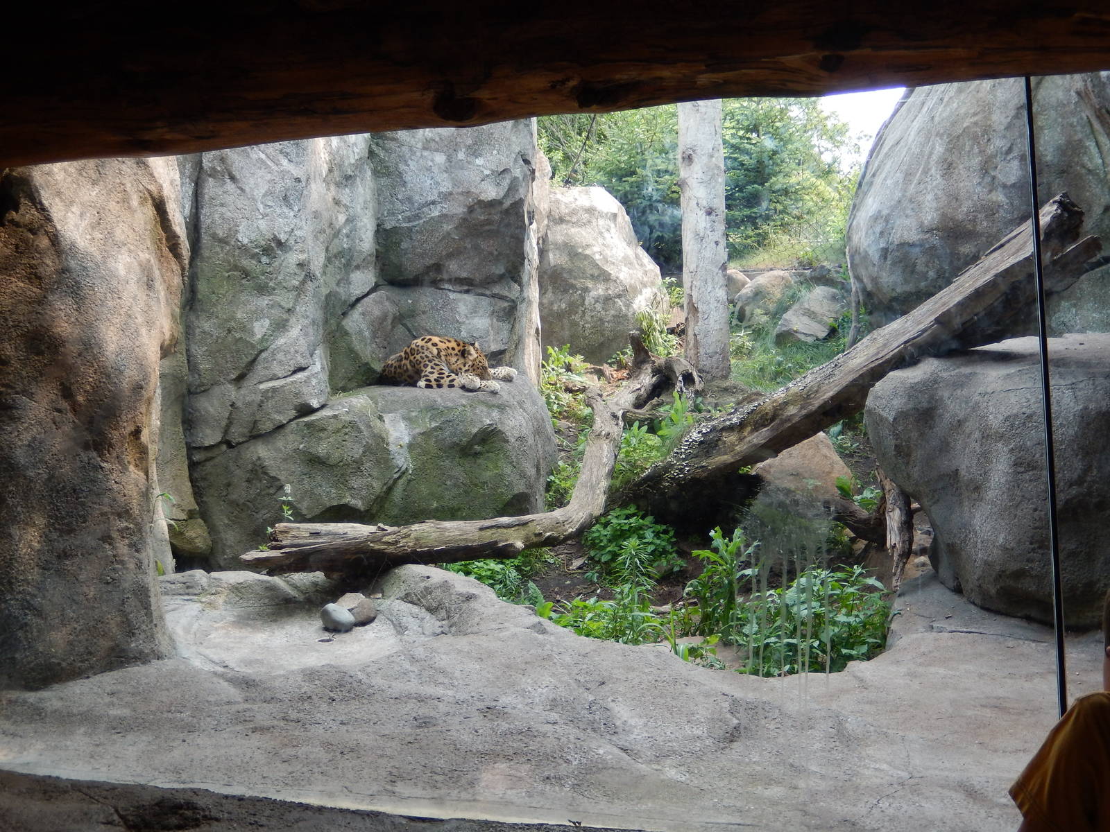 7/3/2015 - Amur Leopard Habitat (1 of 3)