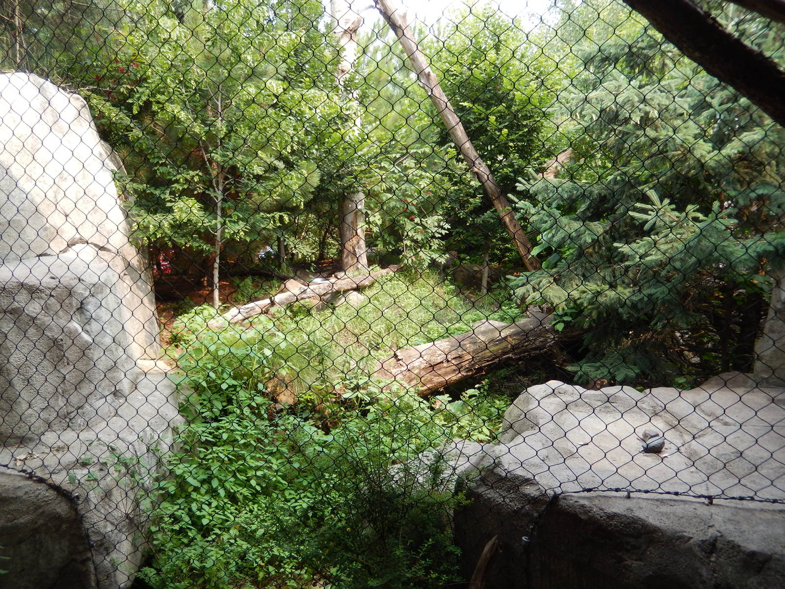 7/3/2015 - Amur Leopard Habitat (1 of 3)
