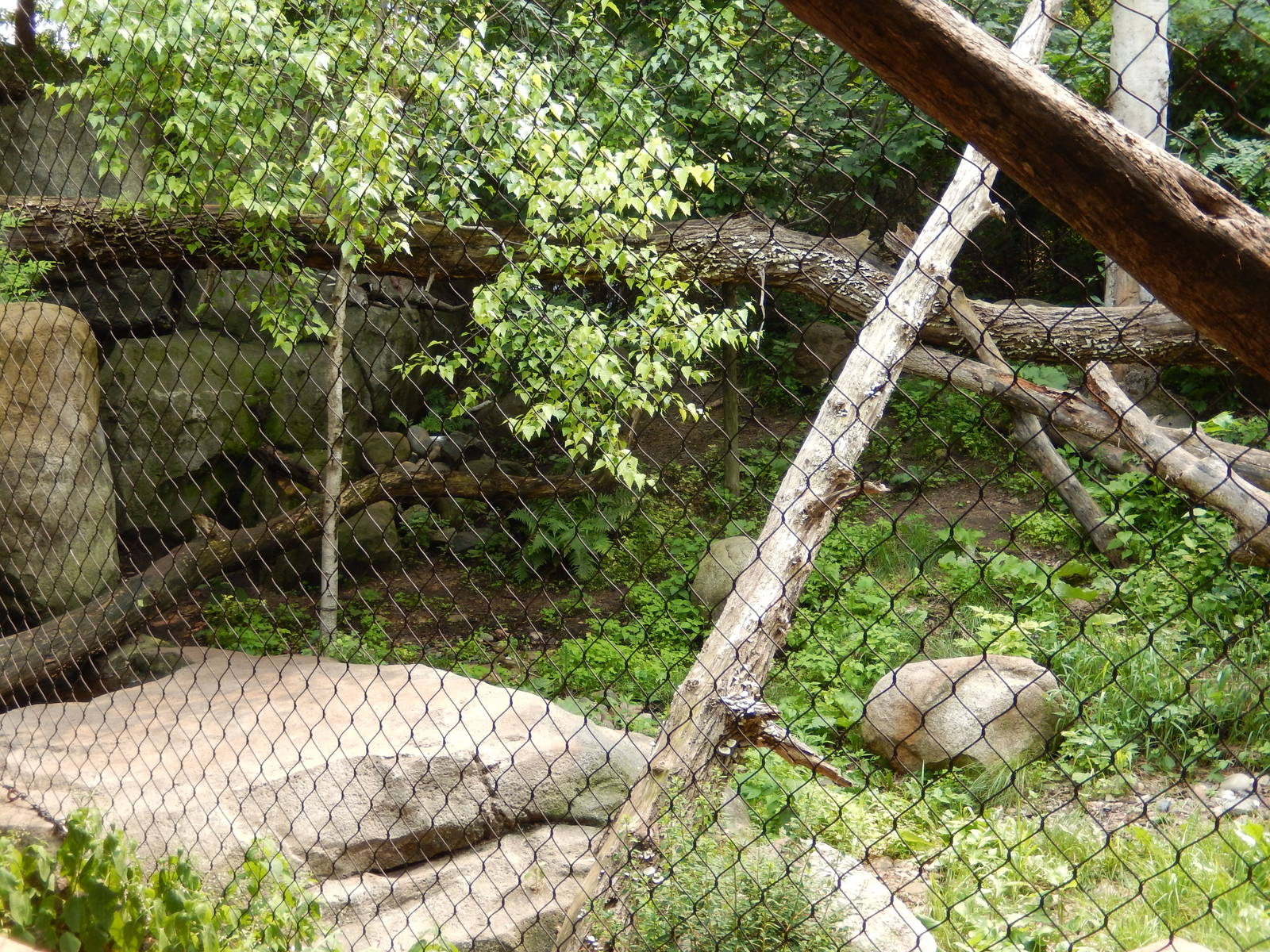 7/3/2015 - Amur Leopard Habitat (1 of 3)