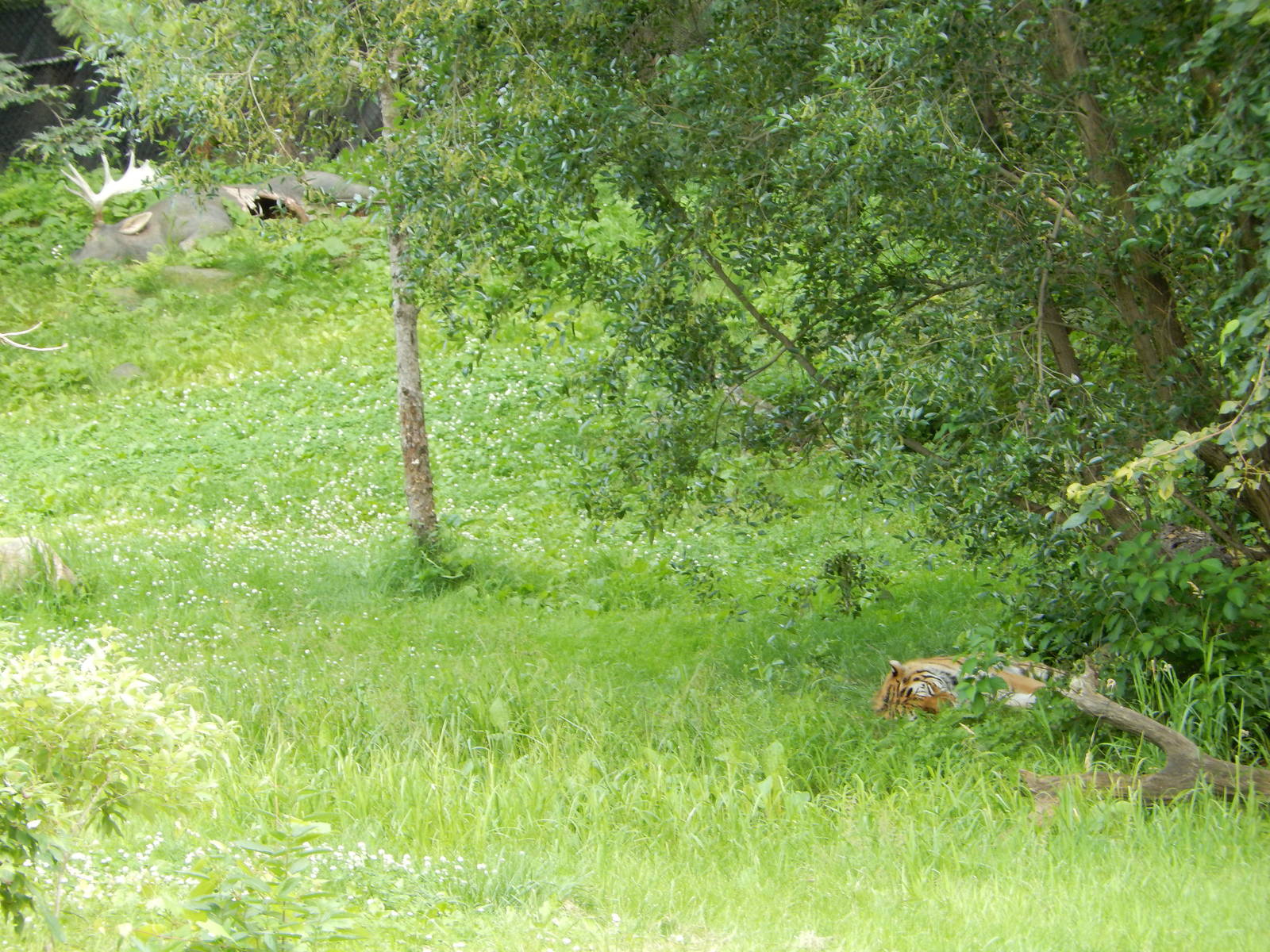 7/3/2015 - Amur Tiger and Its "Kill"
