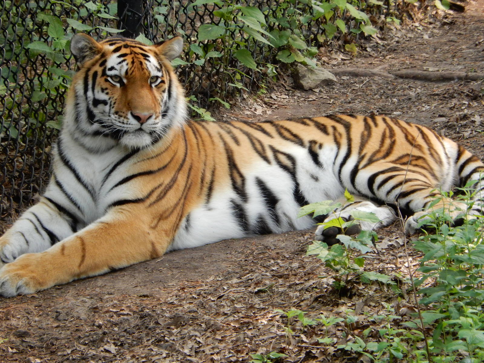 7/3/2015 - Amur Tiger
