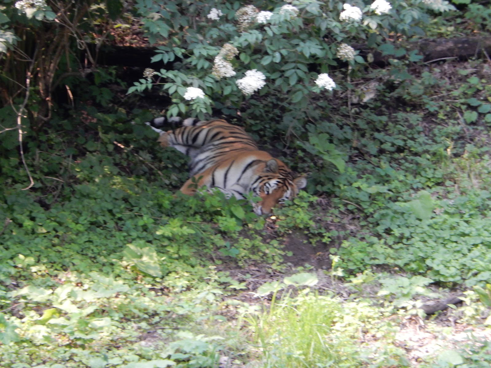 7/3/2015 - Amur Tiger