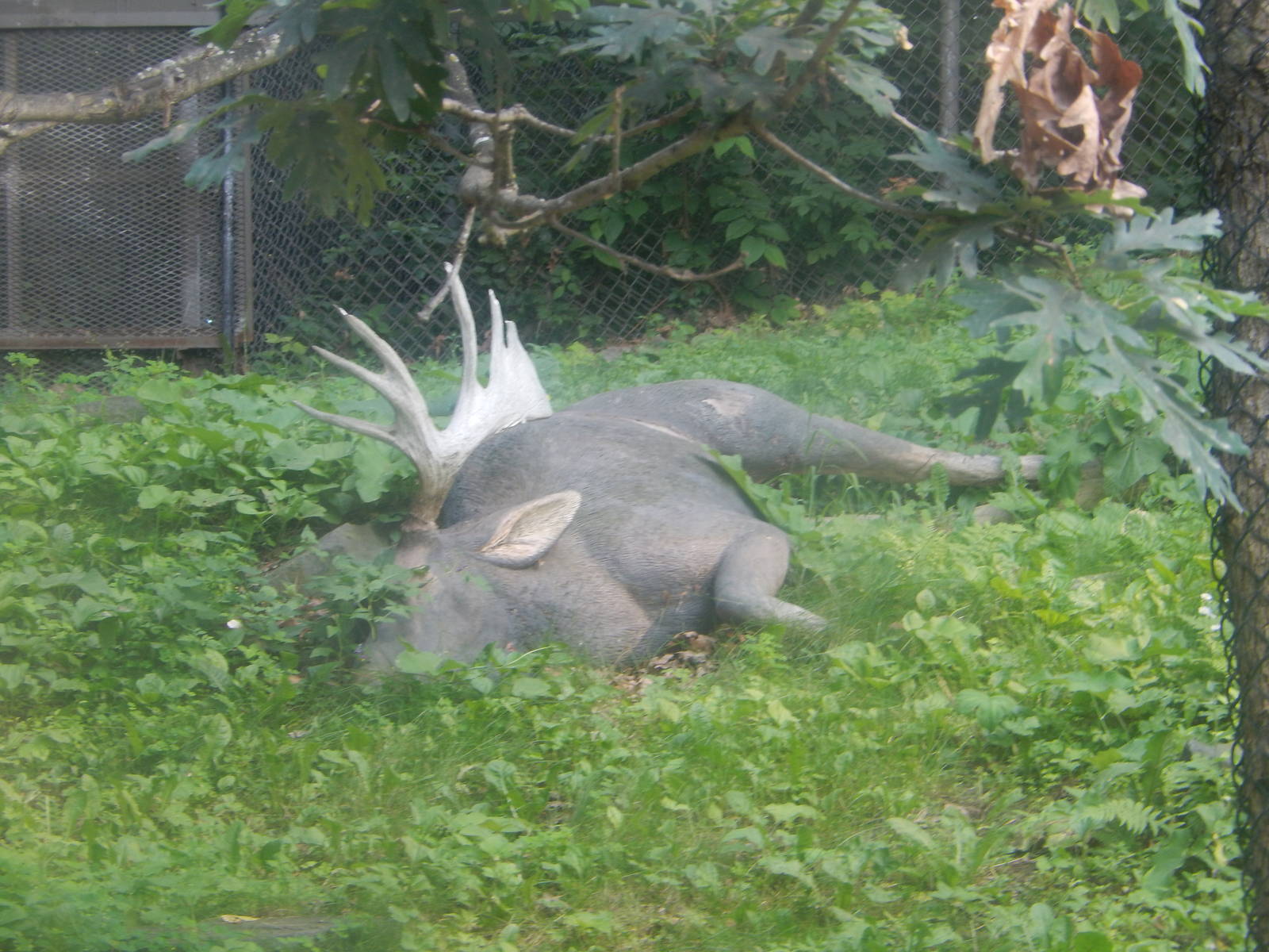 7/3/2015 - Artificial Elk Carcass