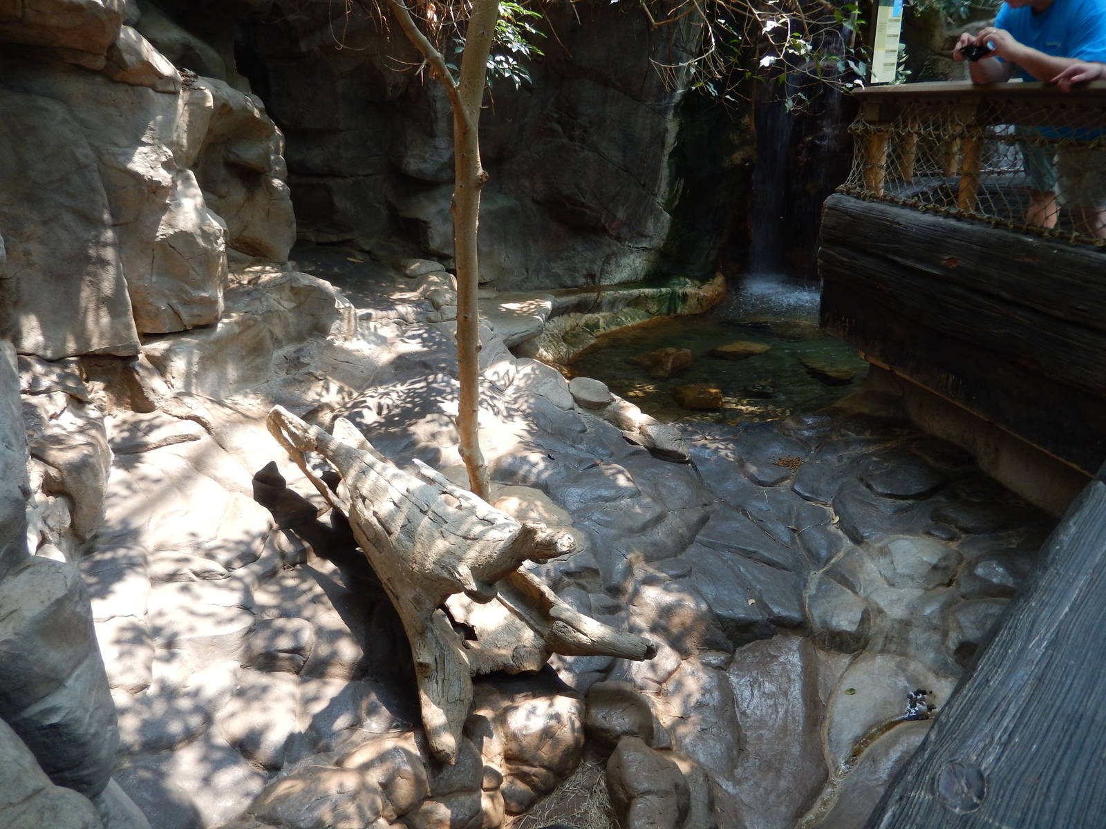 7/3/2015 - Asian Small-Clawed Otter Exhibit