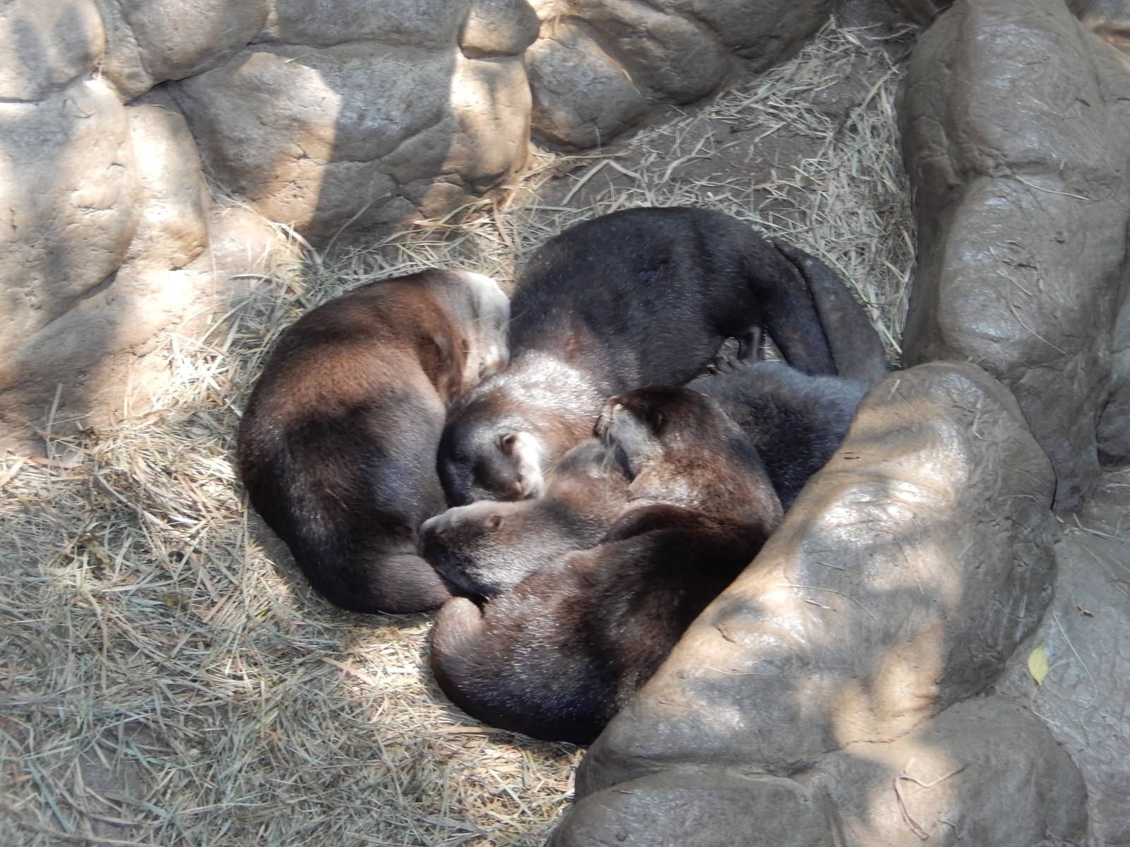 7/3/2015 - Asian Small-Clawed Otters