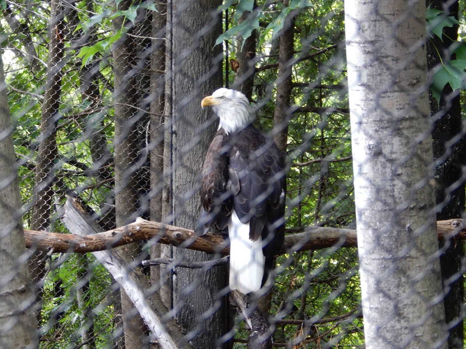 7/3/2015 - Bald Eagle