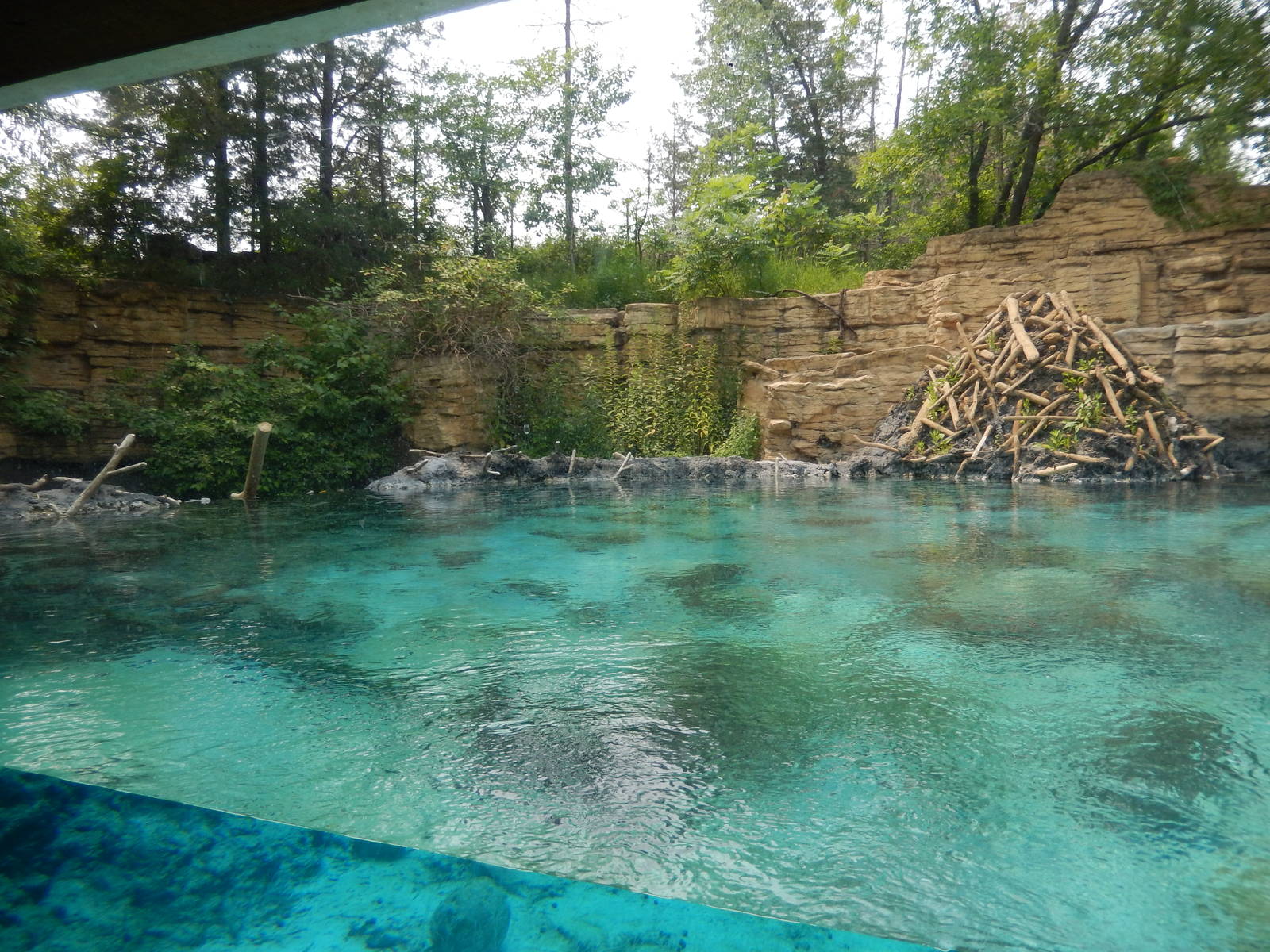 7/3/2015 - Beaver Habitat