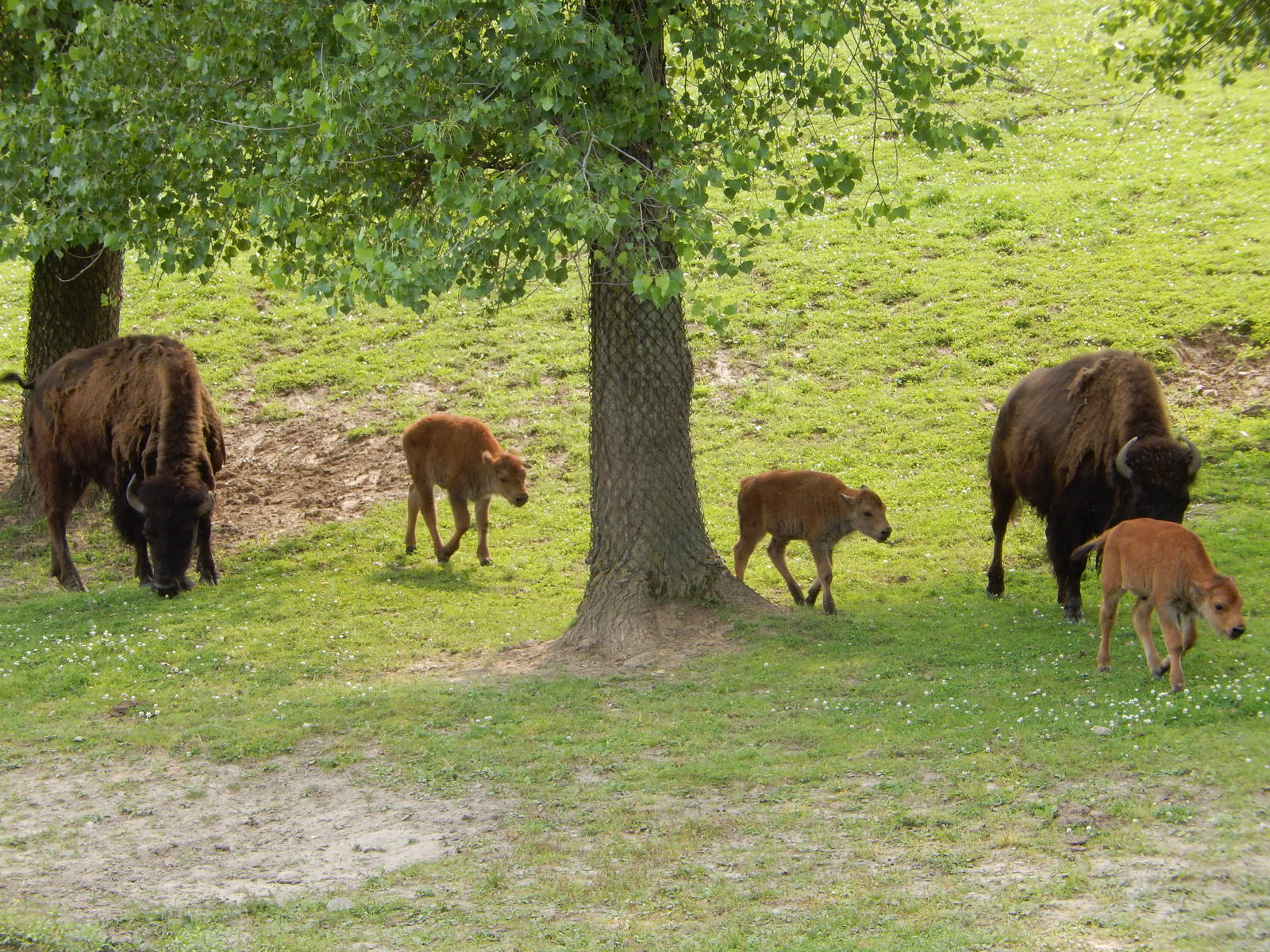 7/3/2015 - Bison Adults and Calves