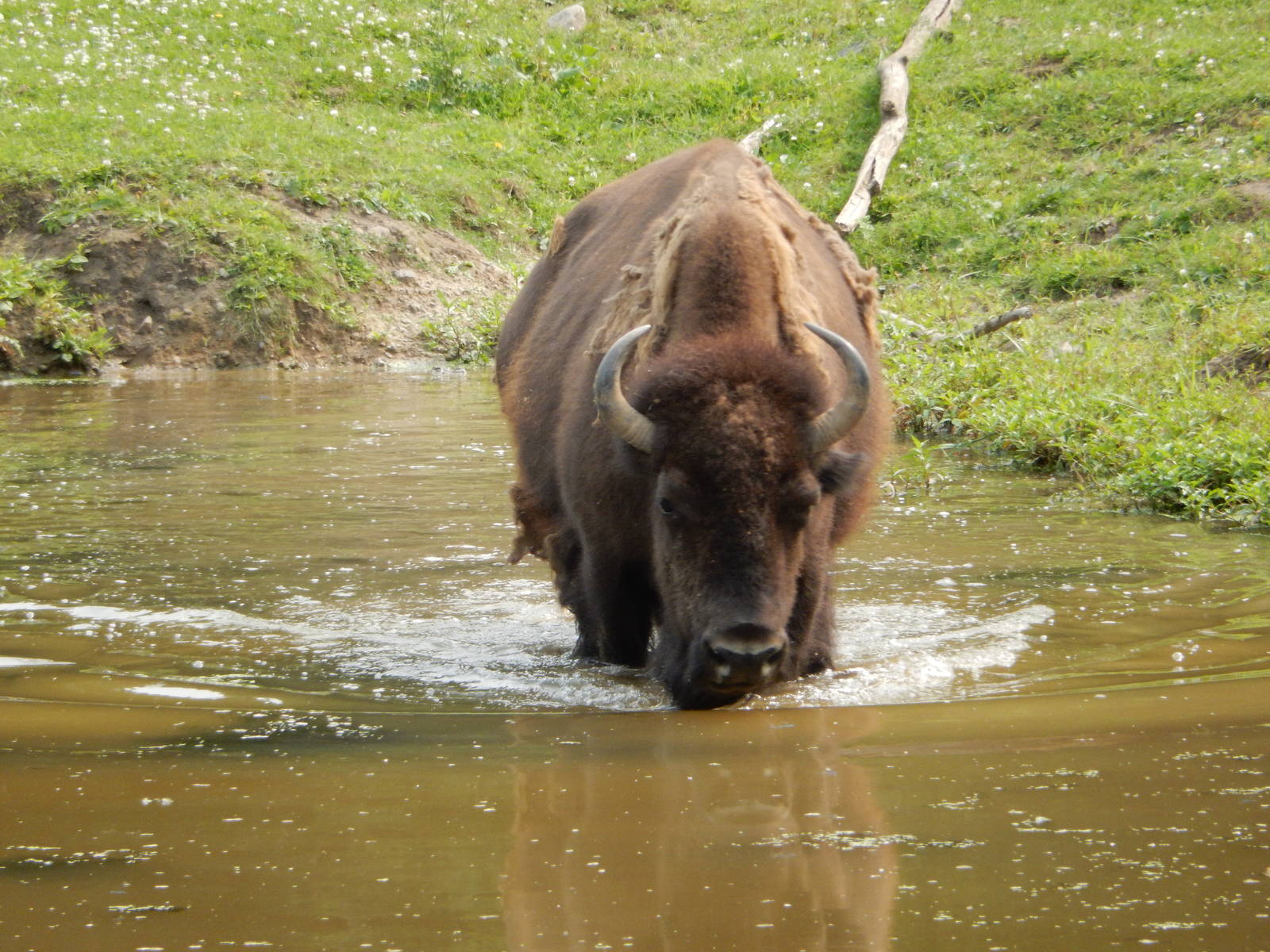 7/3/2015 - Bison Bull