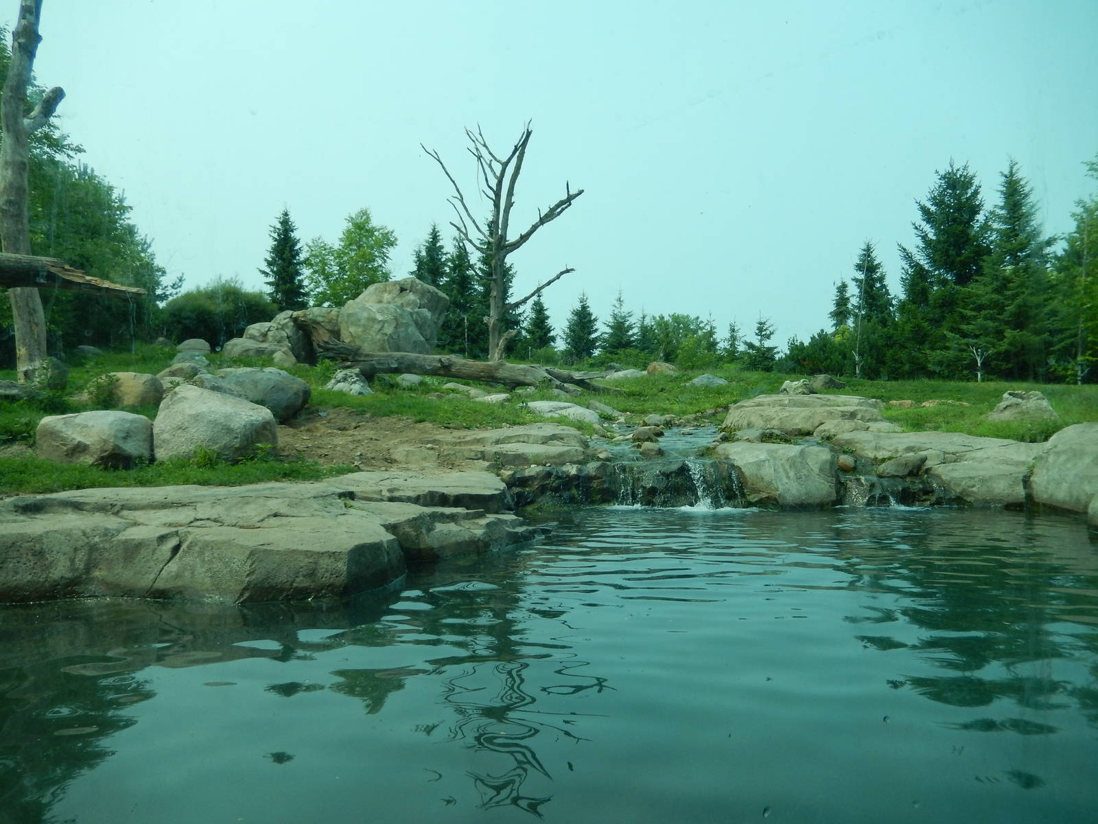 7/3/2015 - Brown Bear Habitat