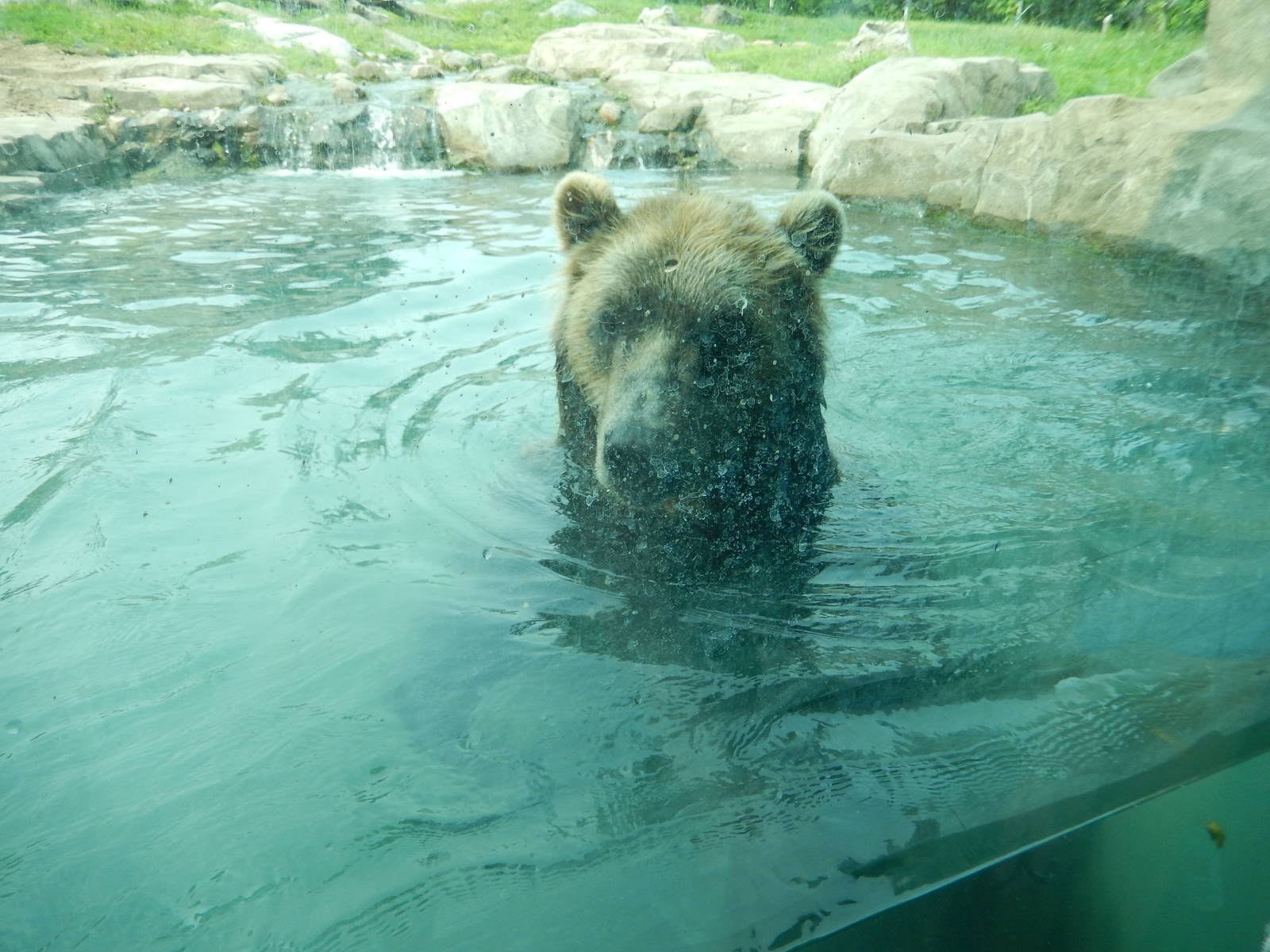 7/3/2015 - Brown Bear Swimming
