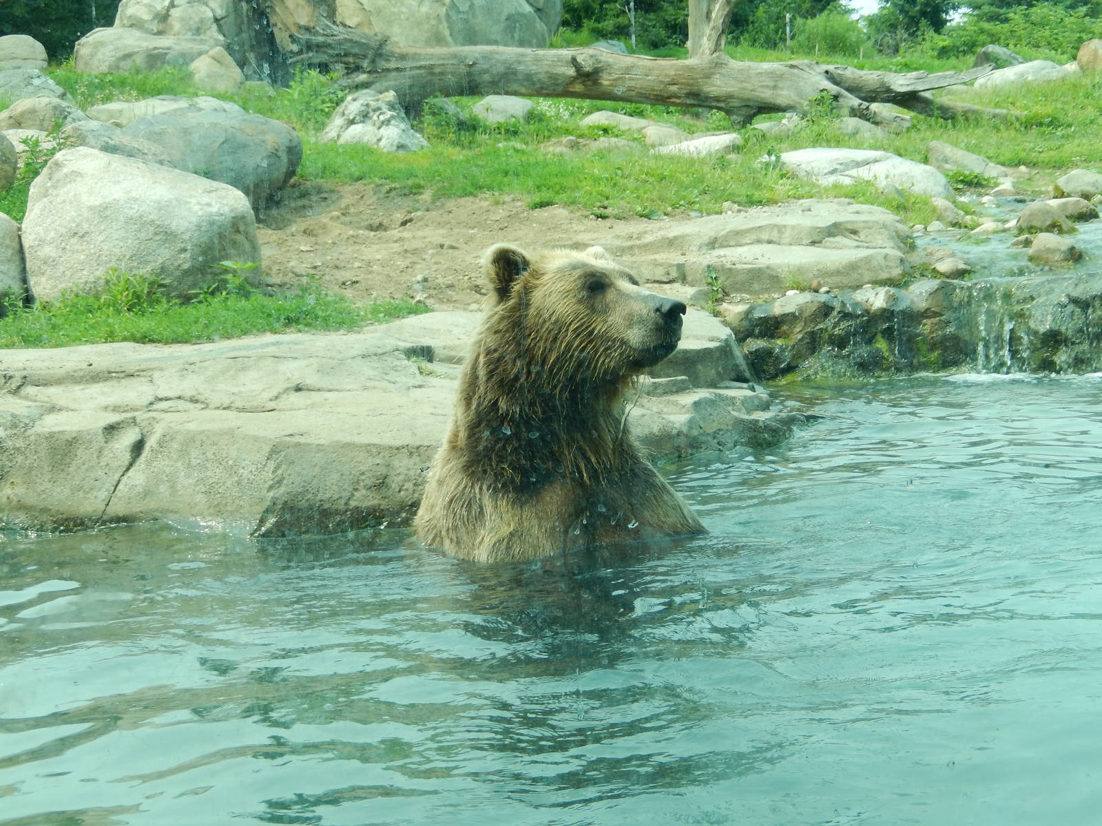7/3/2015 - Brown Bear Taking It Easy
