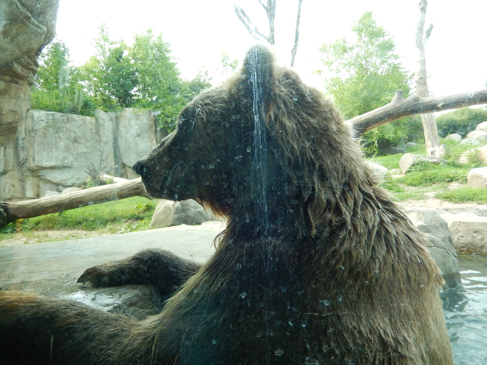 7/3/2015 - Brown Bear Up-Close