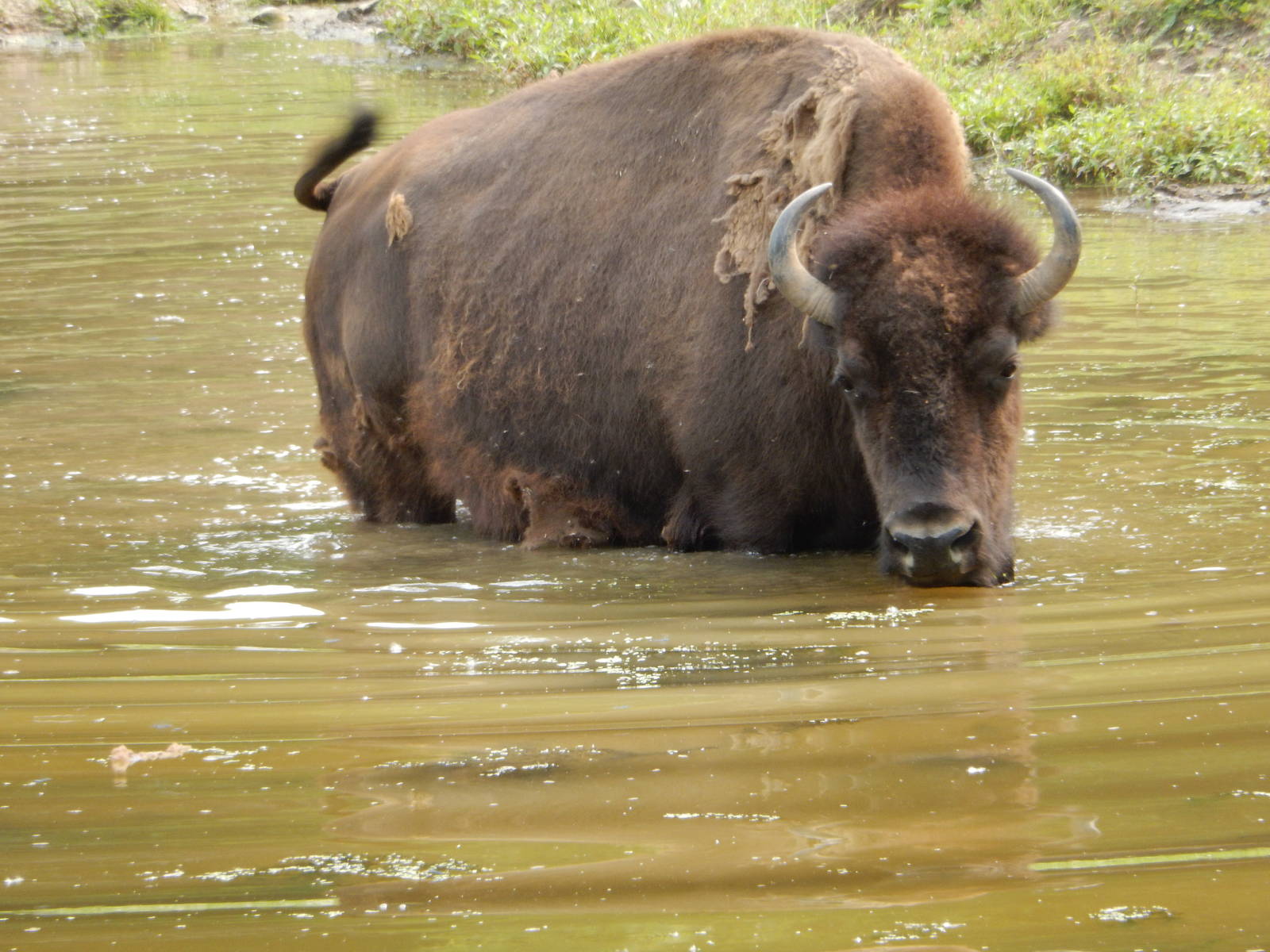 7/3/2015 - Bull in the Water