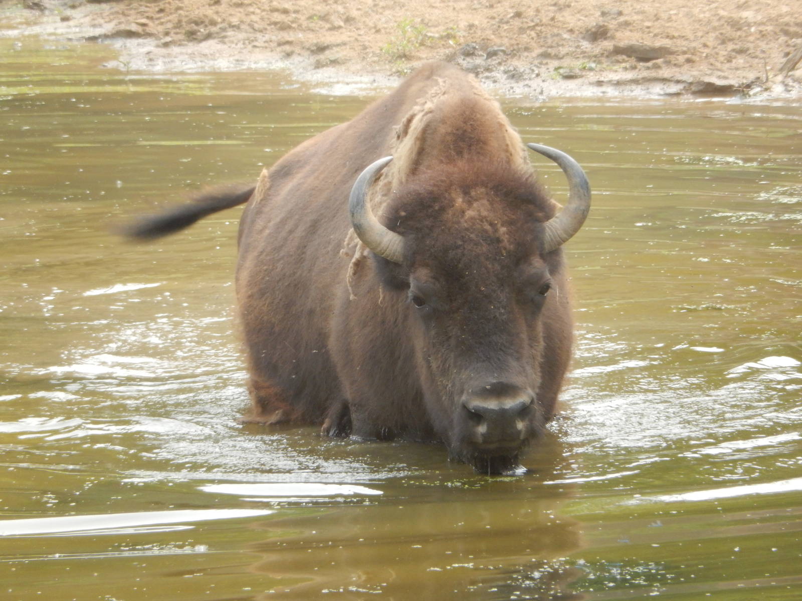 7/3/2015 - Bull Taking a Swim