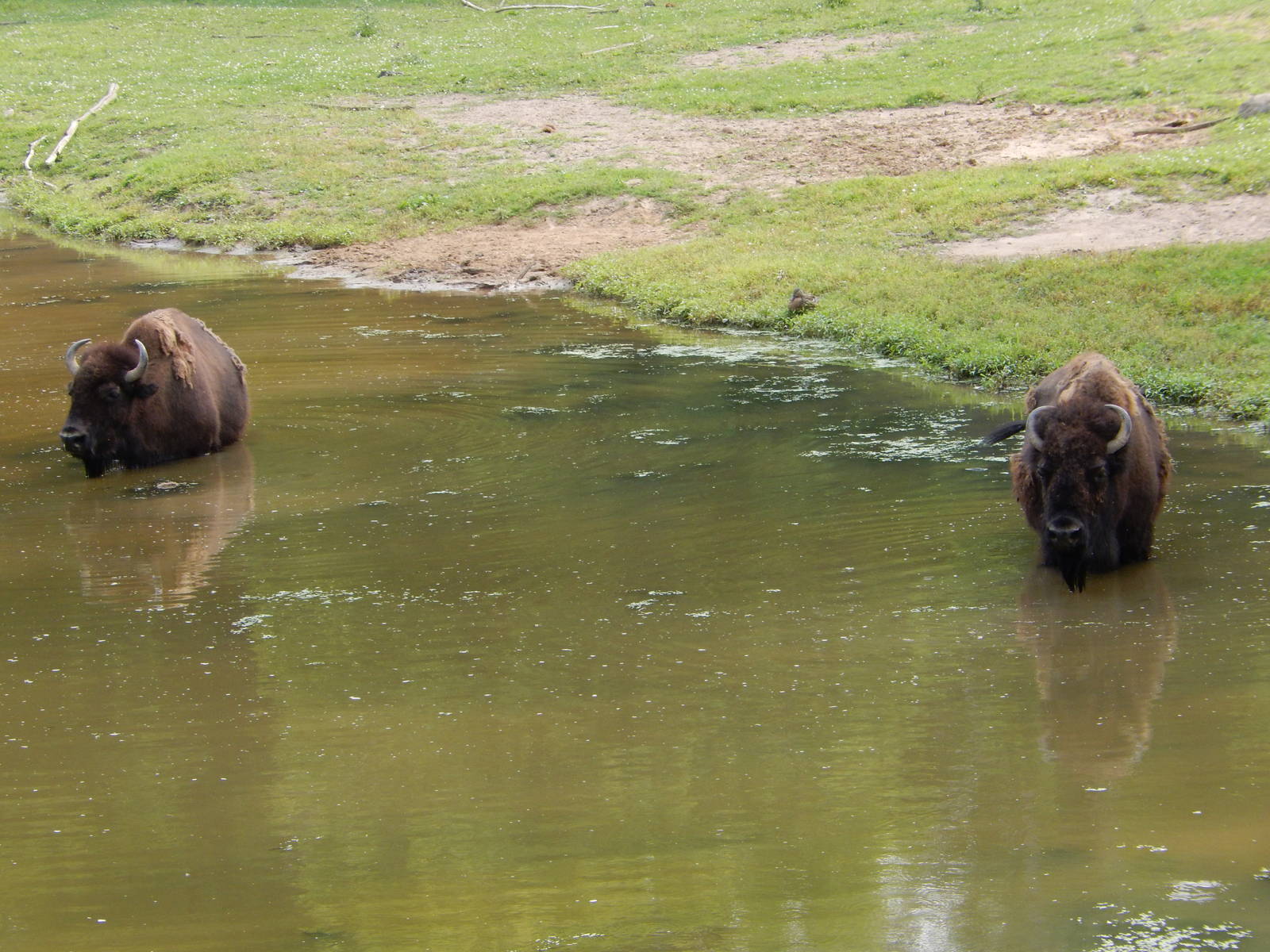 7/3/2015 - Bulls in the Pond