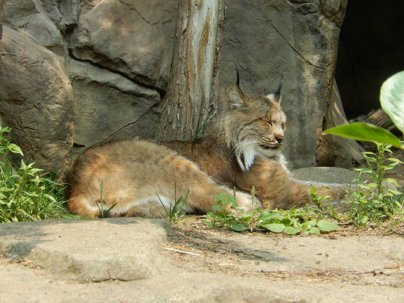 7/3/2015 - Canadian Lynx