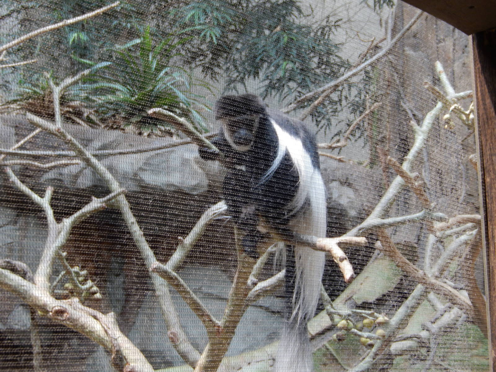 7/3/2015 - Colobus Monkey