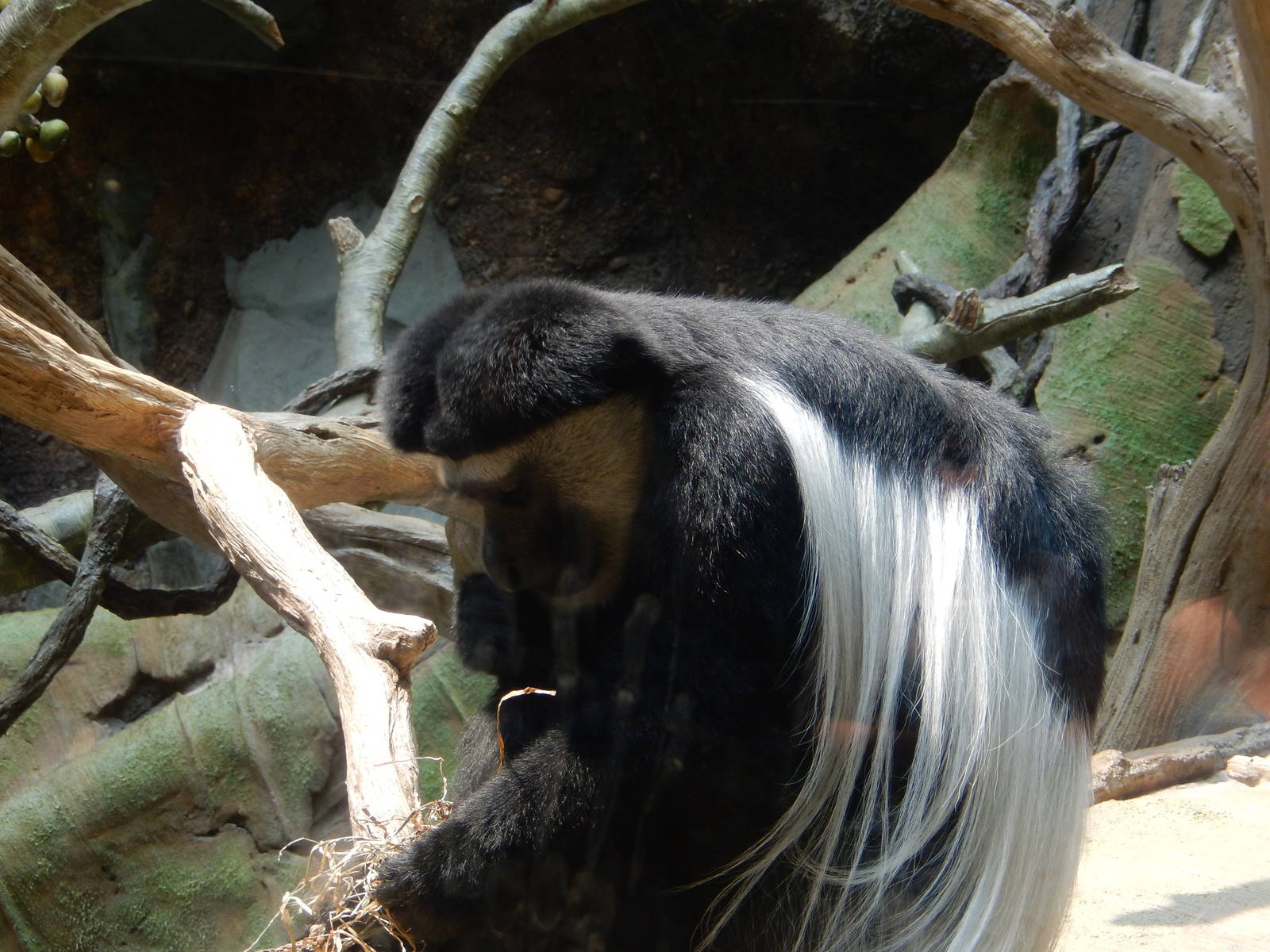 7/3/2015 - Colobus Monkey