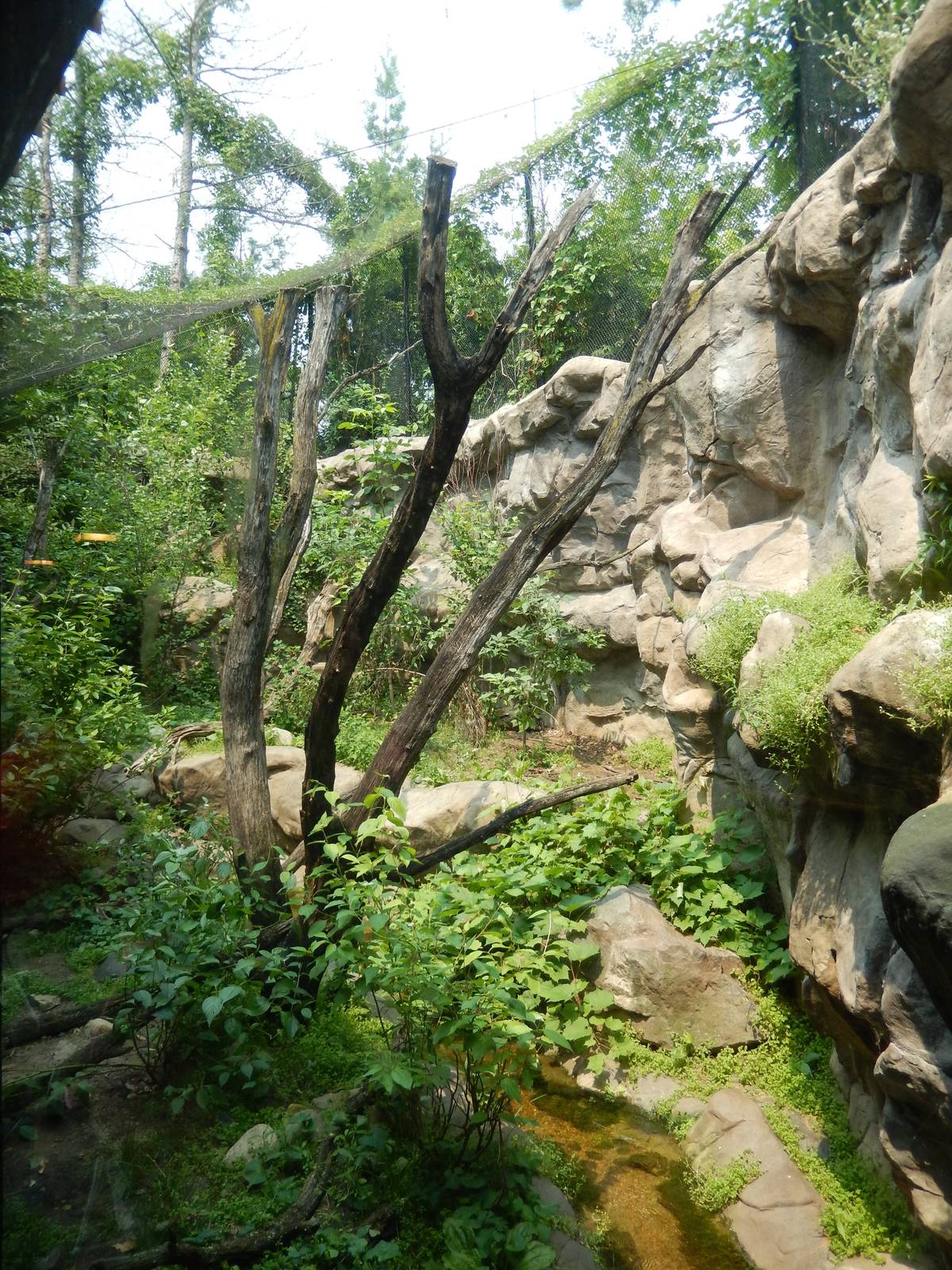 7/3/2015 - Cougar Exhibit