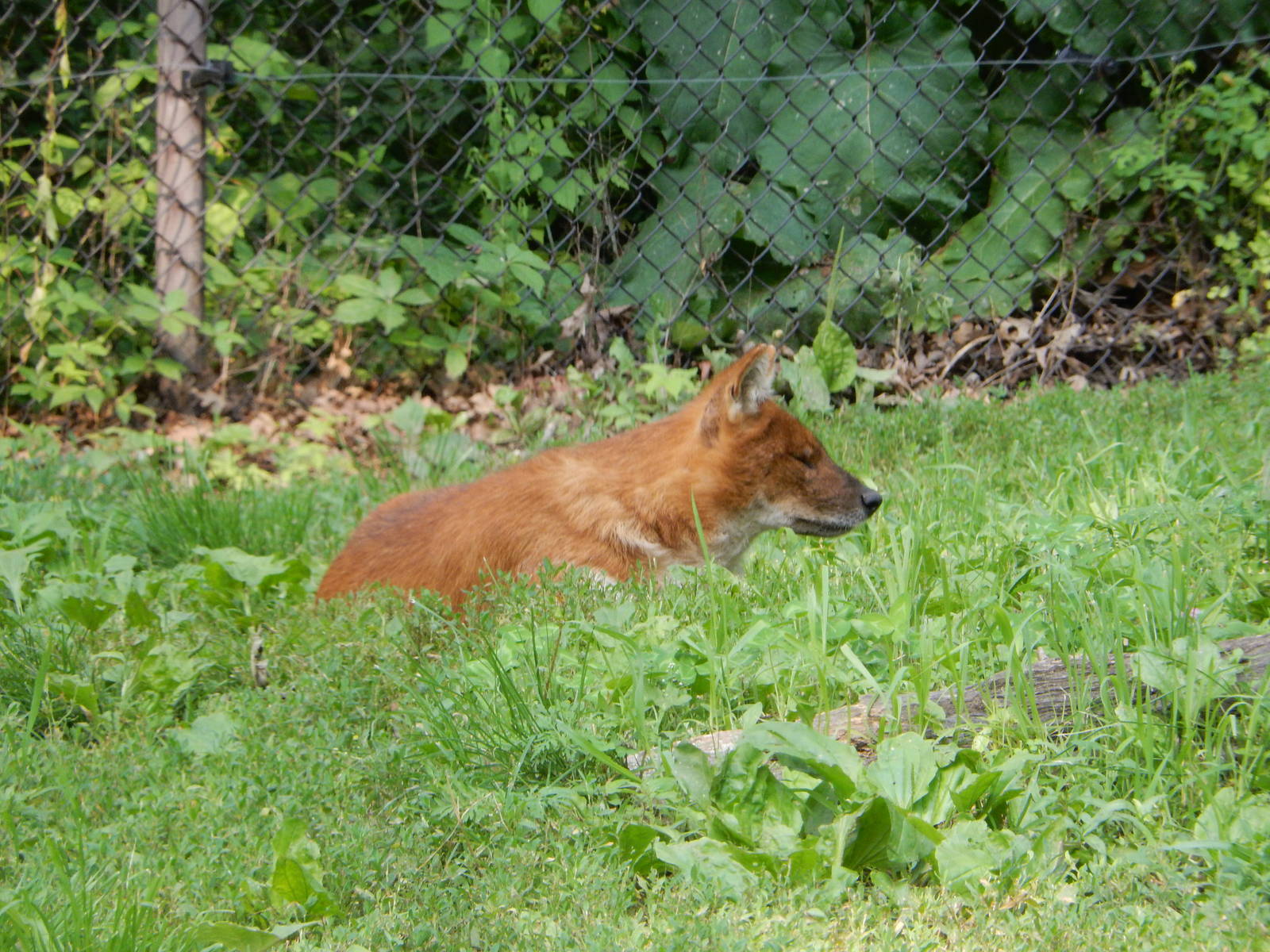 7/3/2015 - Dhole