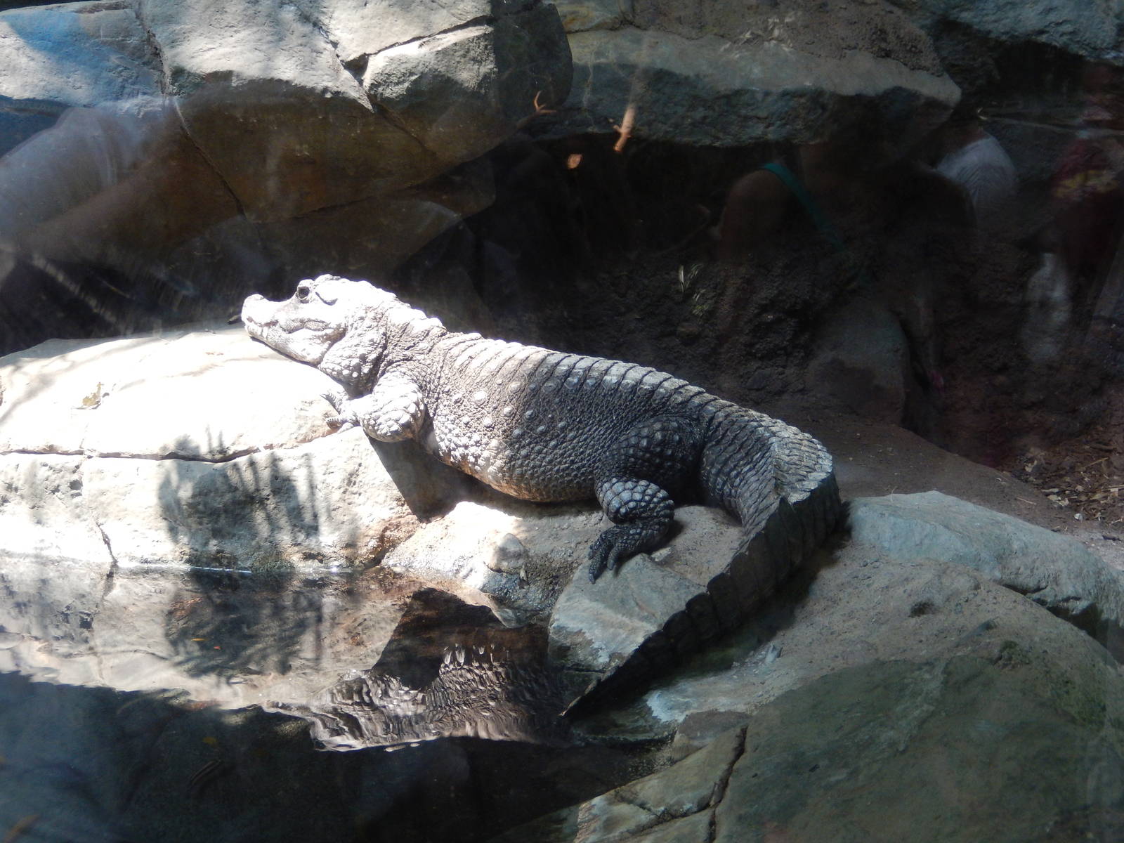 7/3/2015 - Dwarf Crocodile