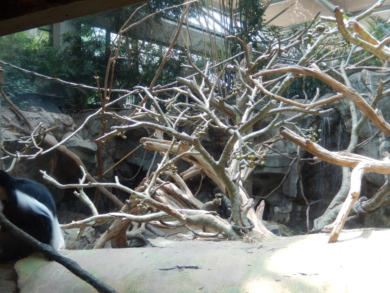 7/3/2015 - Faces of the African Forest Exhibit