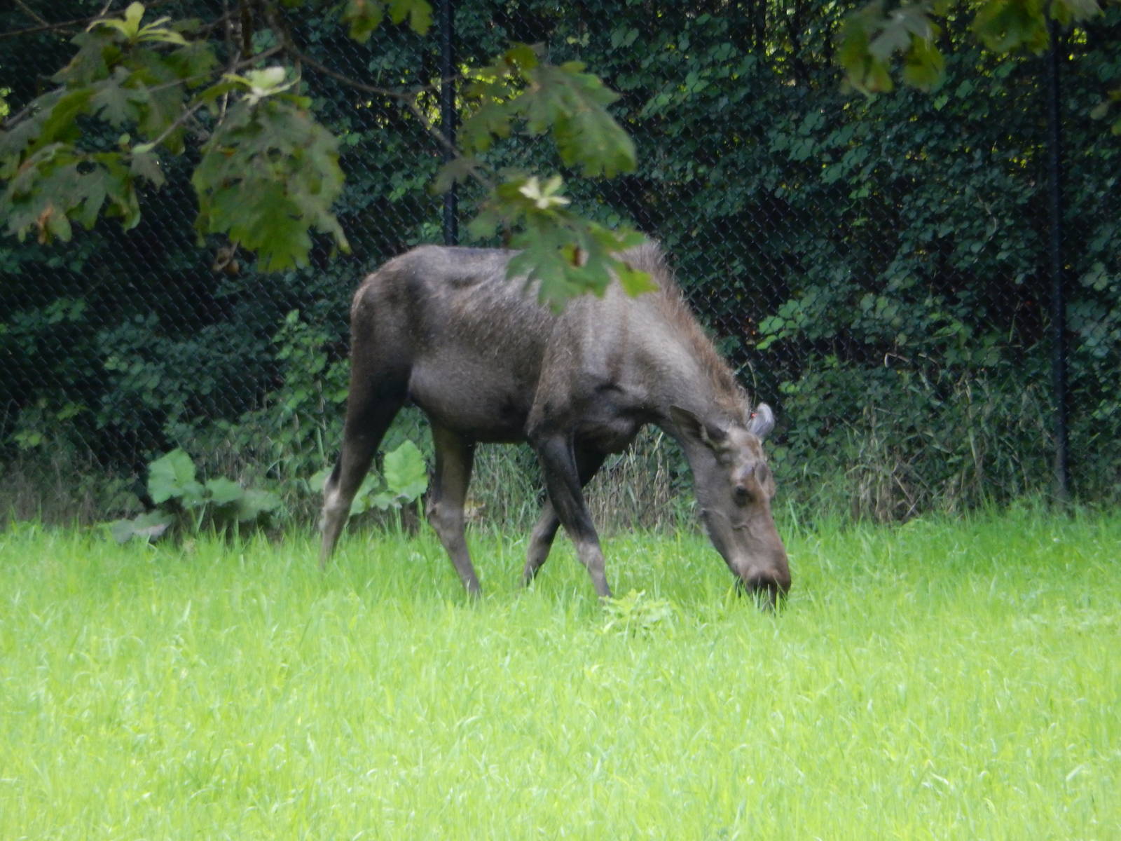 7/3/2015 - Female Moose