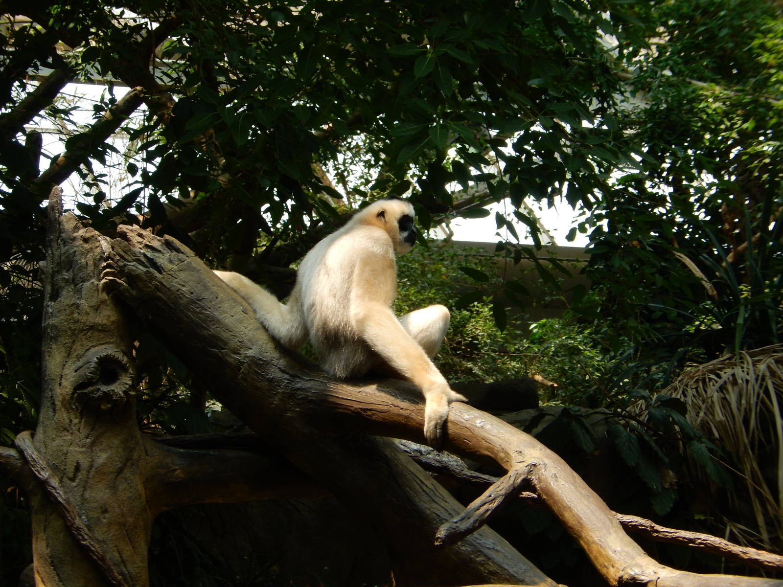 7/3/2015 - Female White-Cheeked Gibbon